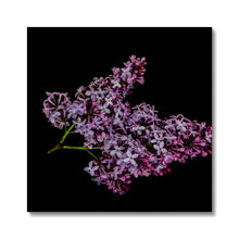 Carica l'immagine nel visualizzatore di Gallery, Canvas