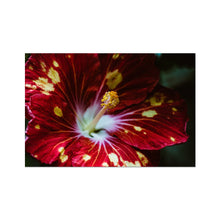 Încarcă imaginea în vizualizatorul Galerie, Photo Art Print