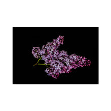 Încarcă imaginea în vizualizatorul Galerie, Fine Art Print